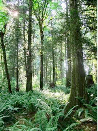 Стихи о лесе Стихи о лесе